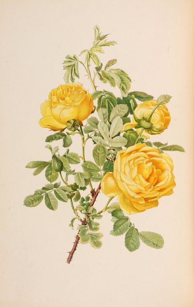 Illustration du genre rosa par Ellen Willmott, 1914 - Alfred William Parsons