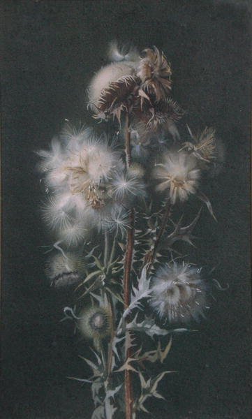Chardon - Alice Gray