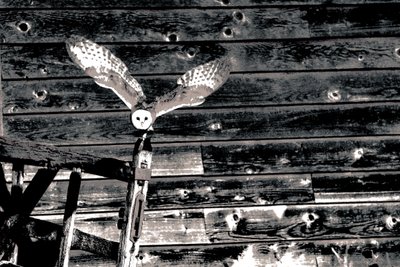 Airborne, de la série Barn Owl, 2018 (photographie) - Alice Gur-Arie