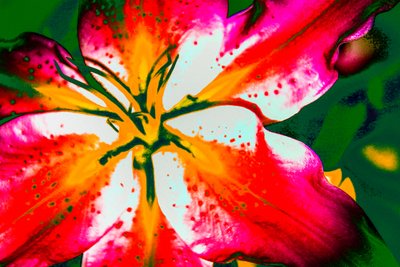 Lys de Californie, 2016 (photographie peinte à la main) - Alice Gur-Arie