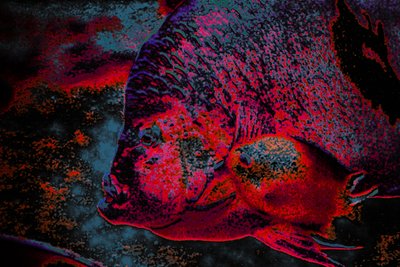 Fingerling, 2018 (photographie peinte à la main) - Alice Gur-Arie