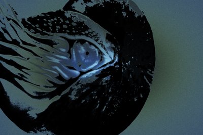 Nautilus, 2018 (photographie peinte à la main) - Alice Gur-Arie