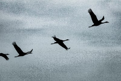 Wing on Wing, de la série Over Hula, 2016 (photographie) - Alice Gur-Arie