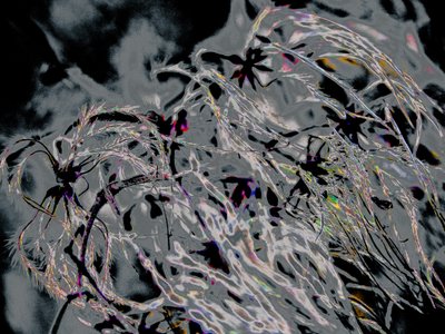 Countryfile, 2015 (photographie) - Alice Gur-Arie