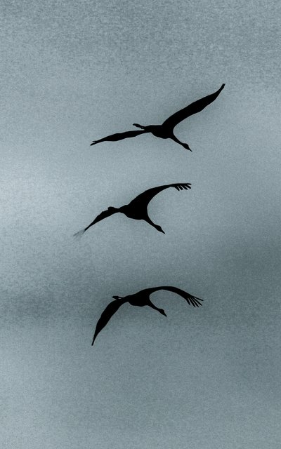 Triade, de la série Over Hula, 2016 (photographie) - Alice Gur-Arie