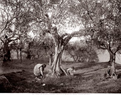 Enfants cueillant des olives parmi les oliviers, sur une colline à Santa Margherita a Montici, Florence - Fratelli Alinari