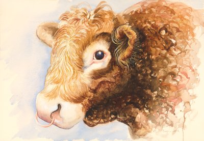 Adam le Taureau - Alison Cooper