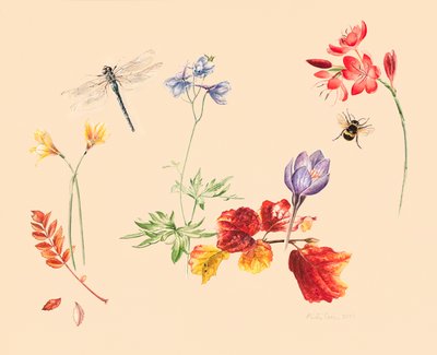 Fleurs et insectes d