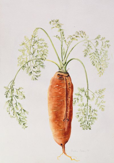 Carotte de mon jardin - Alison Cooper