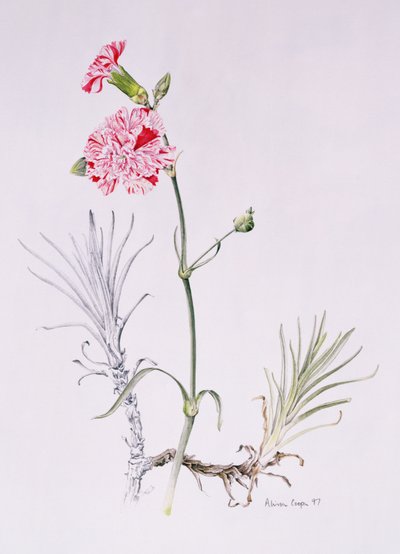 Vieille variété de Dianthus, 1997 - Alison Cooper