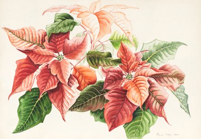Poinsettia, 2000 - Alison Cooper