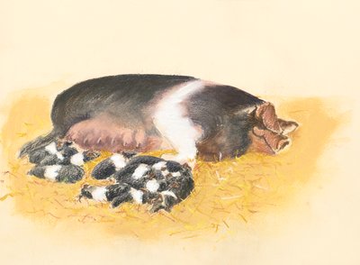 Truie à dos de selle et porcelets, 2019 - Alison Cooper