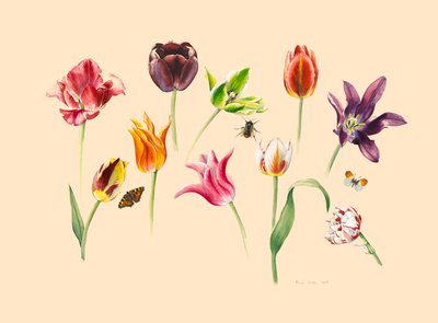 Tulipes de printemps et insectes - Alison Cooper