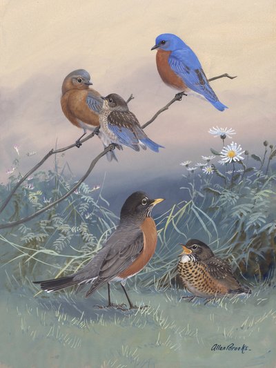 Bluebird, Robin, par Allan Brooks - Allan Brooks