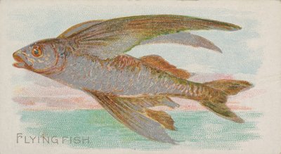 Poisson volant, de la série Fish from American Waters N8 pour Allen & Ginter Cigarettes, 1889 - Allen and Ginter