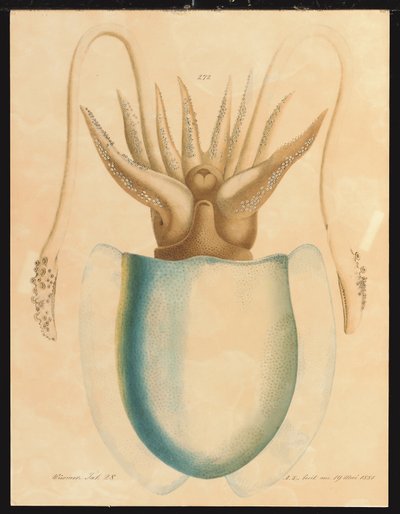 Étude de seiche - Aloys Zötl