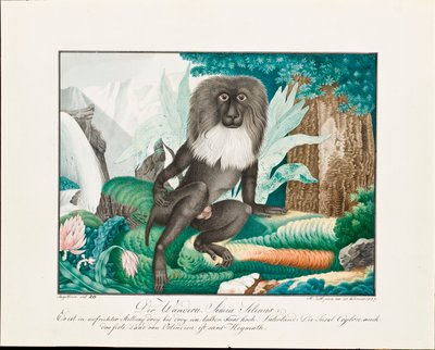 Un macaque, 1837 - Aloys Zötl