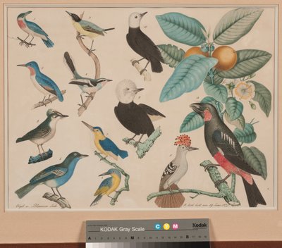 Colibris avec une branche de goyave-pomme - Aloys Zötl