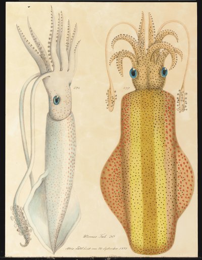 Deux études de seiches - Aloys Zötl
