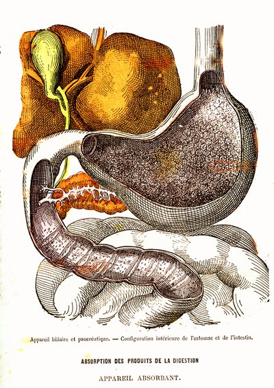 Système biliaire et pancréatique - Vie normale et santé par J. Rengade - Dessin par A. Demarle 1881 - Alphonse Demarle