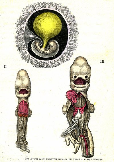 Évolution de l