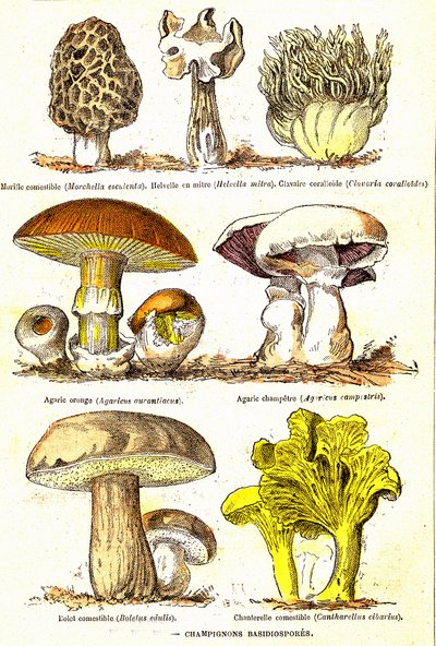 Champignons Basidiospores: Création naturelle et êtres vivants (De Jules Rengade). Dessin par A. Demarle. 1885 - Alphonse Demarle