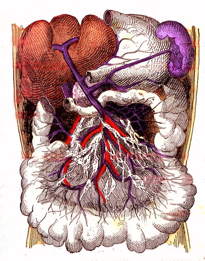 Organes d