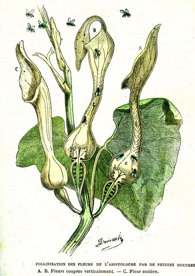 Pollinisation par les mouches des fleurs d