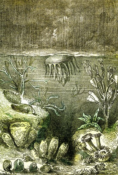 Préhistoire-Terre et Mers : Le début de la période Silurienne (J. Rengade. Dessin par Demarle. 1885 - Alphonse Demarle
