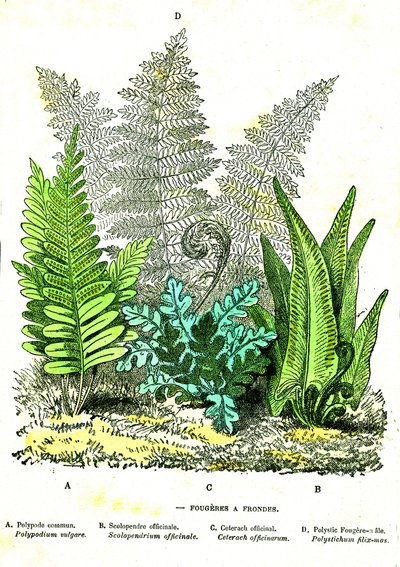 Fougères de fronde: Création naturelle et êtres vivants. Dessin par A. Demarle. 1885 - Alphonse Demarle