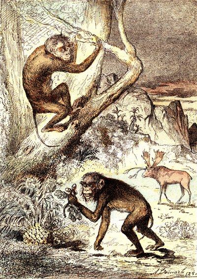 Les Singes Catarhiniens (Période Miocène) : Les Semnopithèques. La création naturelle et les êtres vivants de J. Rengade. Dessin A. Demarle - Alphonse Demarle