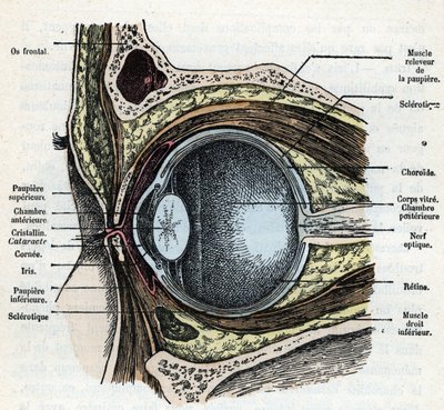 Coupe verticale d