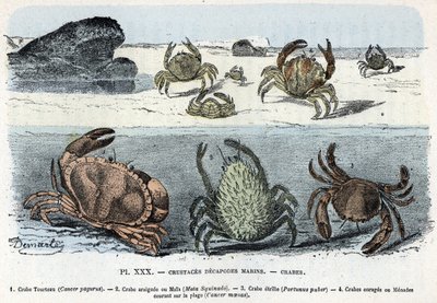 Planche zoologique : crabes Gravure de 