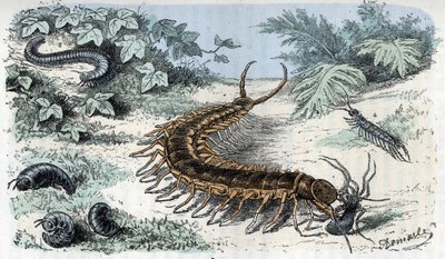 Planche zoologique : Myriapodes. Gravure de « L