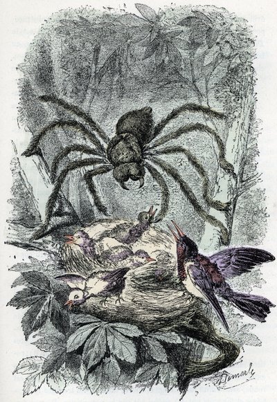 Planche zoologique : arachnide, Avicularia surprenant un nid d