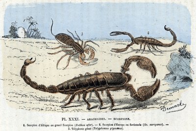 Planche zoologique; arachnides, scorpions africains, scorpion européen, telyphone) (Planche zoologique: Arachnide, scorpion) Gravure de 