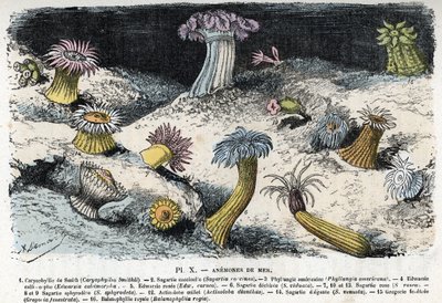 Planche zoologique : anémones de mer Gravure de « L