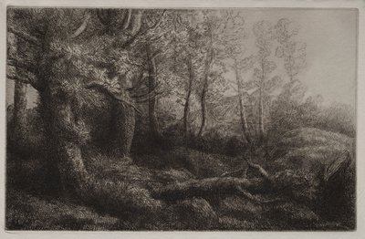 Étude forestière - Alphonse Legros
