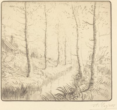Les bouleaux : Bord de l
