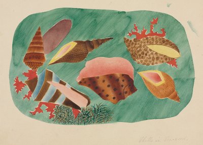 Coquillages dans les algues (aquarelle) - Altha Mary Nims