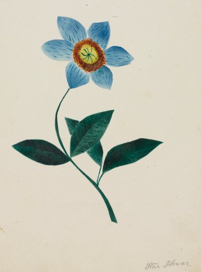 Fleur d