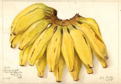Bananes (Muse : Guincos Finget) (aquarelle) - Amanda Almira Newton