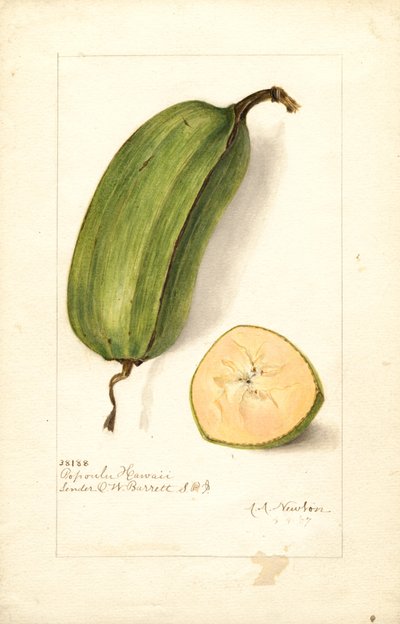 Bananes (Musa : Popoulu Hawaii) (aquarelle) - Amanda Almira Newton