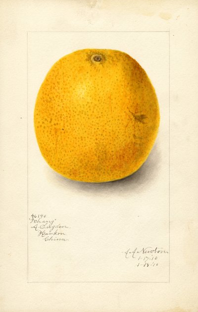 Orange Ichang (Citrus sinensis) (aquarelle) - Amanda Almira Newton