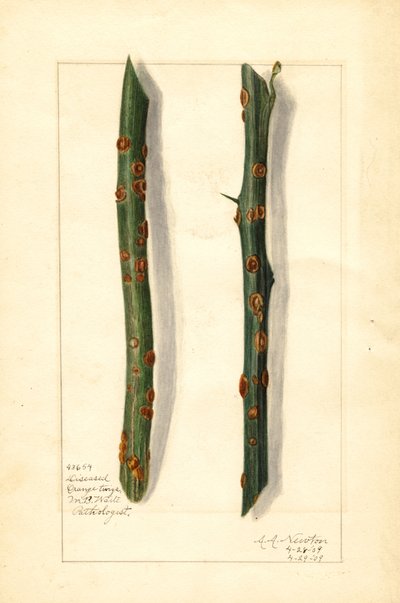 Deux rameaux d