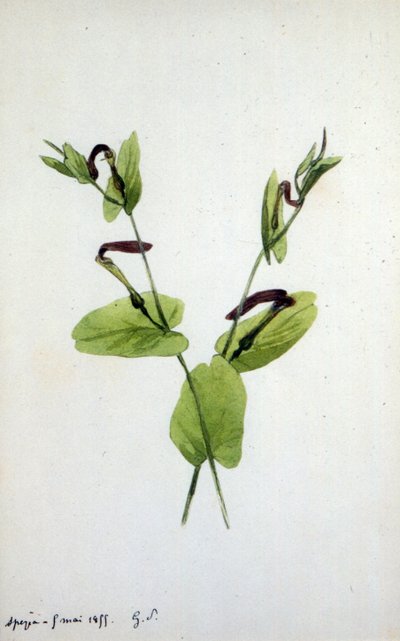 Aristolochia, un grand genre de plantes de la famille des Aristolochiaceae - Amantine Dupin