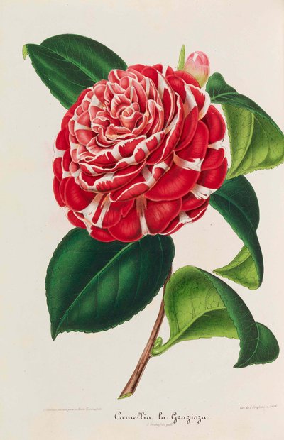 Nouvelle iconographie des Camellias - Ambroise Alexandre Verschaffelt