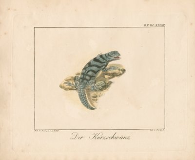 Lézard à queue courte (gravure sur cuivre coloriée à la main) - Ambrosius Gabler