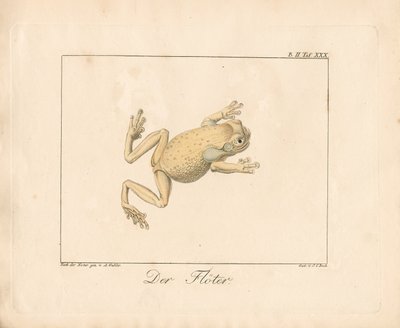 Le joueur de flûte (lithographie coloriée à la main) - Ambrosius Gabler