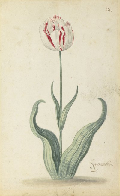 Tulipe Speramondi, d